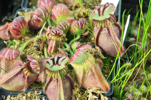 Cephalotus follicularis 'Hummer's Giant"