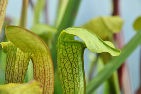 Sarracenia x 'Hummer's Hammerhead'
