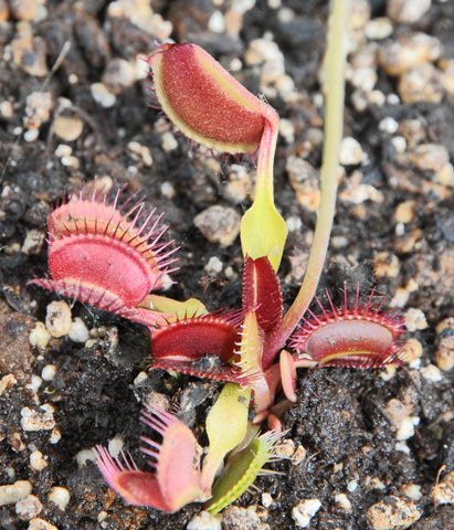 Dionaea 'Kayan'