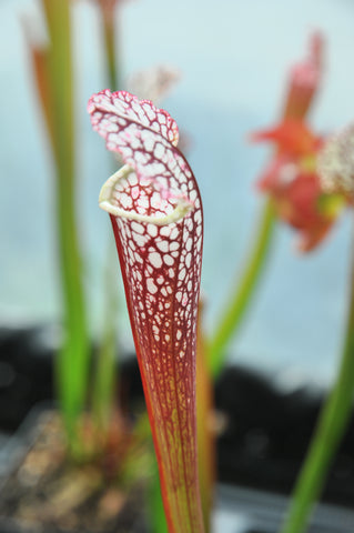 Sarracenia leucophylla "rouge"