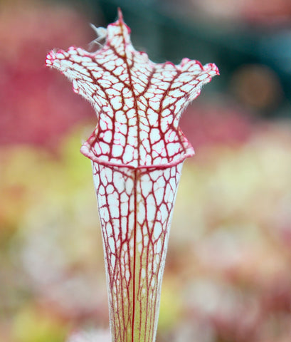 Sarracenia leucophylla "pubescent"