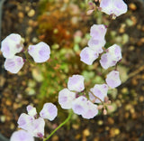 Utriculaire livida "Durban"