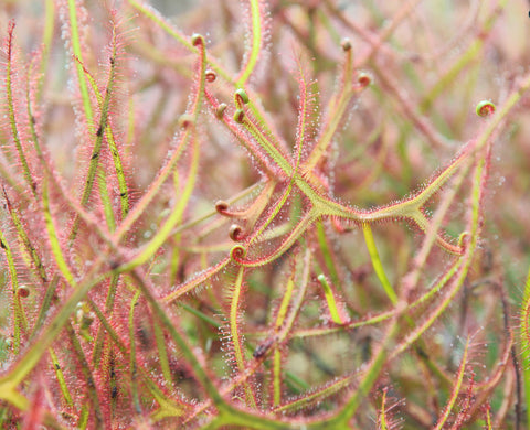 Drosera binata 'Marston Dragon'