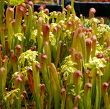 Sarracenia minor