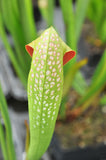 Sarracenia minor var. okefenokeensis