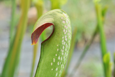 Sarracenia minor var. okefenokeensis