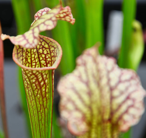 Sarracenia x moorei "Whitteri"