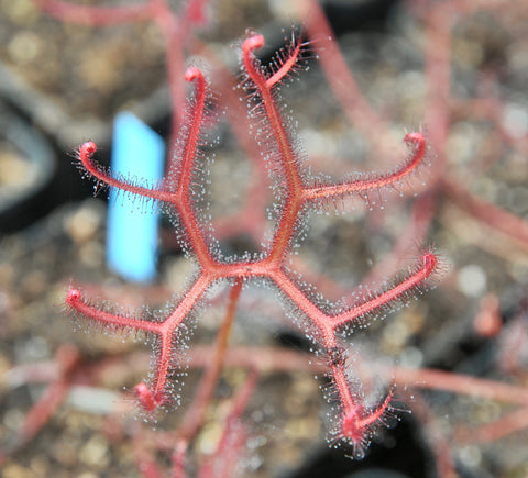Drosera binata var. multifida fl. blanche