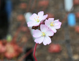 Drosera binata var. multifida fl. mauve
