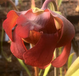 Sarracenia x 'Mushroom Periscope'