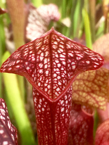 Sarracenia x 'Mushroom Periscope'