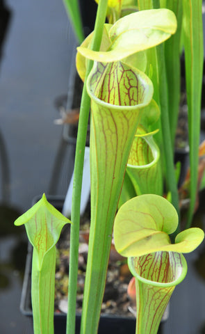 Sarracenia oreophila var. oreophila