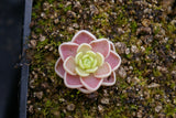 Pinguicula esseriana