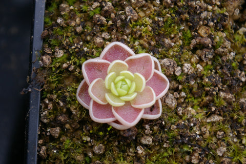 Pinguicula esseriana