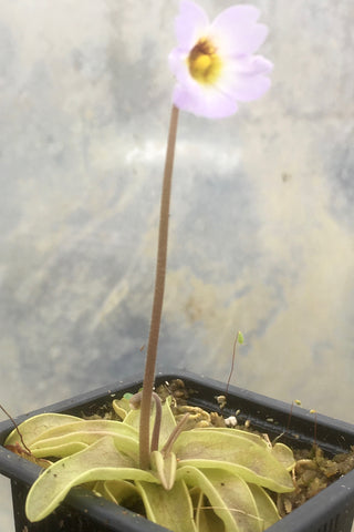 Pinguicula primuliflora