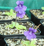 Pinguicula grandiflora