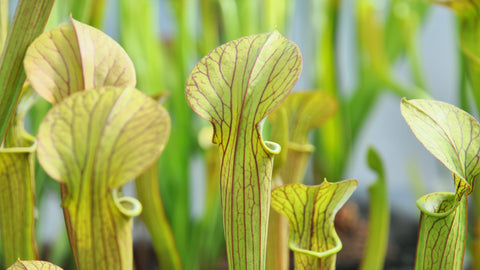 Sarracenia x popei