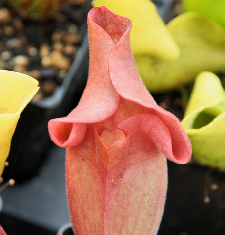 Sarracenia purpurea "ewelina"