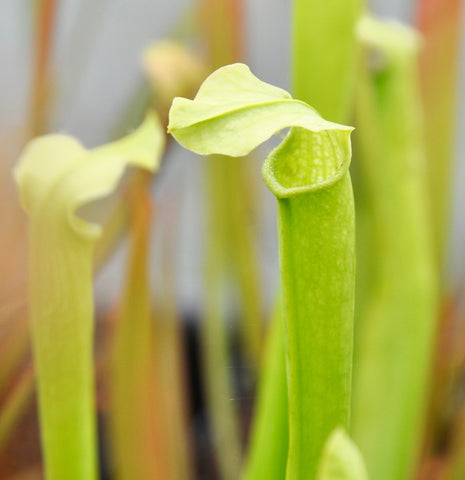 Sarracenia rubra ssp. gulfensis f. luteoviridis