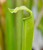 Sarracenia rubra ssp. gulfensis f. luteoviridis