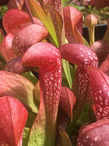 Sarracenia x formosa