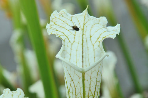 Sarracenia leucophylla cv  'Schnell's ghost'