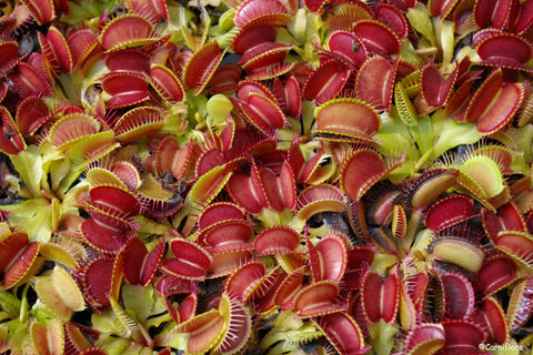 Dionaea