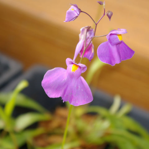 Utriculaire longifolia