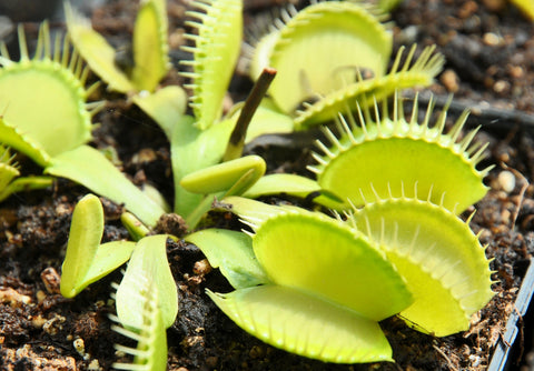 Dionaea 'All Green'