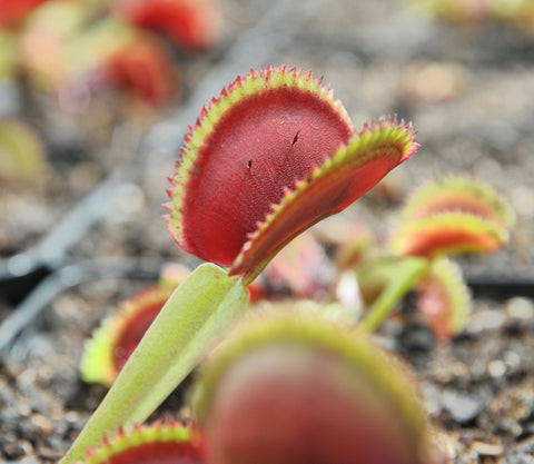 Dionaea "vitiligo"