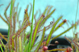 drosera capensis "Vogelgat"