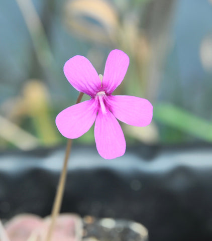 Pinguicula 'Weser'