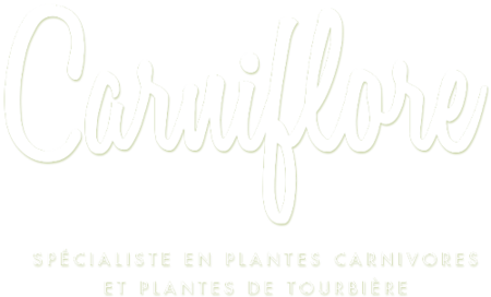 Carniflore