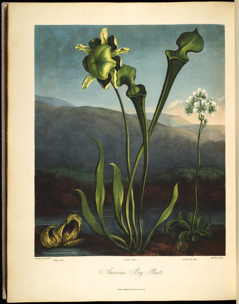 Découverte et histoire du Sarracenia (part. 1)