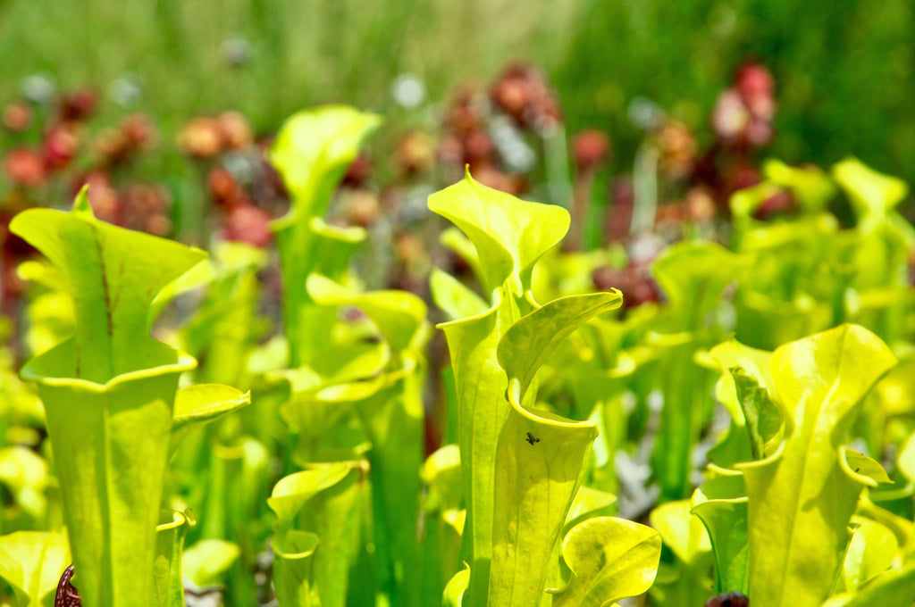 Débuter la culture des plantes carnivores