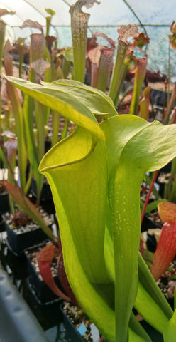 Sarracenia x harperi "all green"