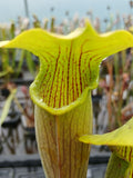 Sarracenia alata "giant, green, pubescent" {Stone Co., MS}