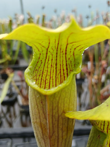 Sarracenia alata "giant, green, pubescent" {Stone Co., MS}