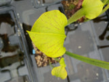Sarracenia alata "lightly veined"