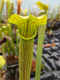 Sarracenia alata "lightly veined"