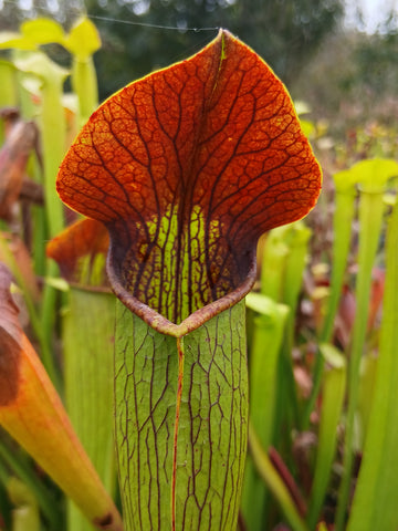 Sarracenia alata var. rubrioperculata "purple throat, giant"