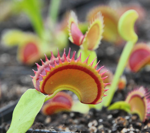 Dionaea "fake dracula"