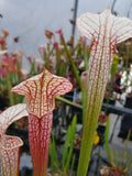 Sarracenia x areolata "trinita"