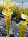Sarracenia x moorei (Floride)