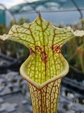Sarracenia x moorei (Floride)