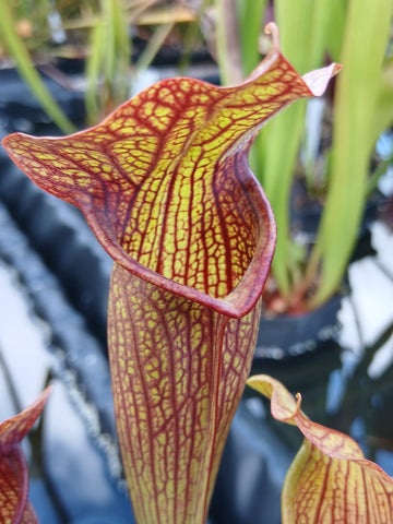 Sarracenia x willisii