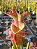 Sarracenia x moorei "Mark Wesson"