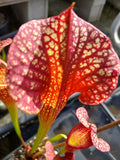 Sarracenia x moorei "Mark Wesson"