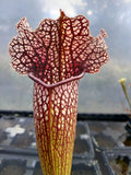Sarracenia x hybride #2