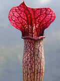 Sarracenia x areolata "very colorful, snow white flower" Hans Luhrs